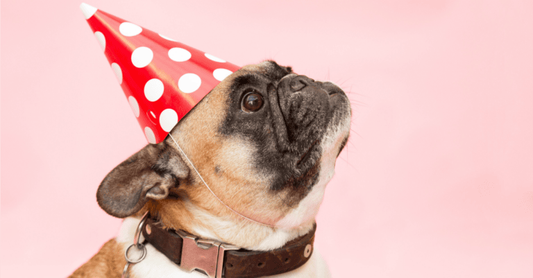 Party Pooper | 3 Tricks For Being One, 3 Tricks For Befriending One