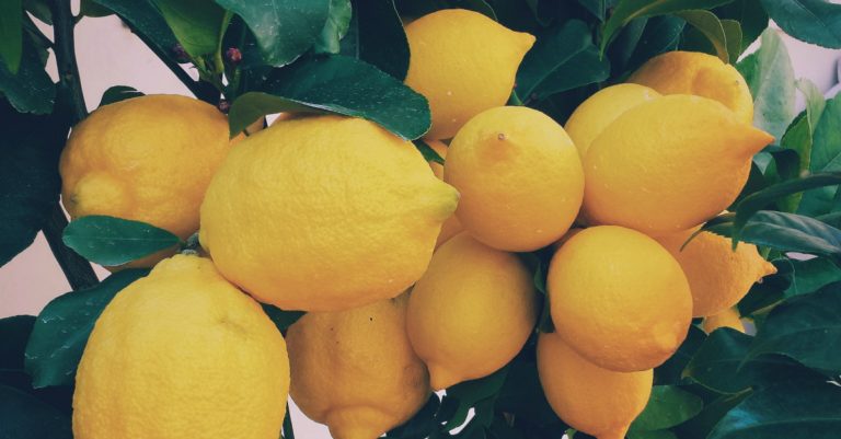 Want More Day-to-Day Peace, Patience, and Self-Control? 6 Foolproof Steps to Bearing Good Fruit
