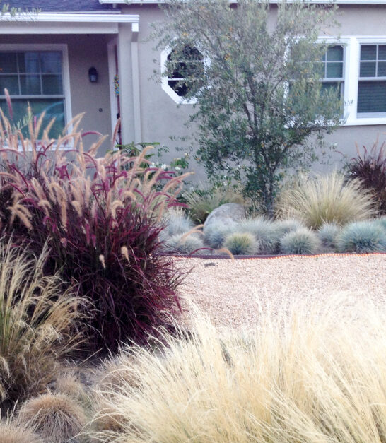 Best Backyard Landscaping Ideas in Texas in 2024