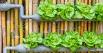 How to Make a Hydroponic Garden: 3 Simple DIY Options