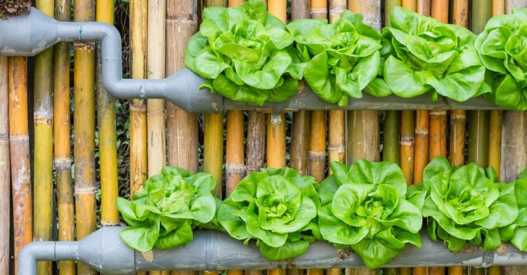 How to Make a Hydroponic Garden: 3 Simple DIY Options