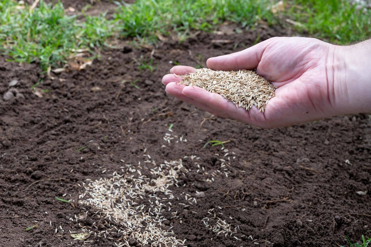 Ideas for Muddy Backyard | Quick DIY, Lasting Results