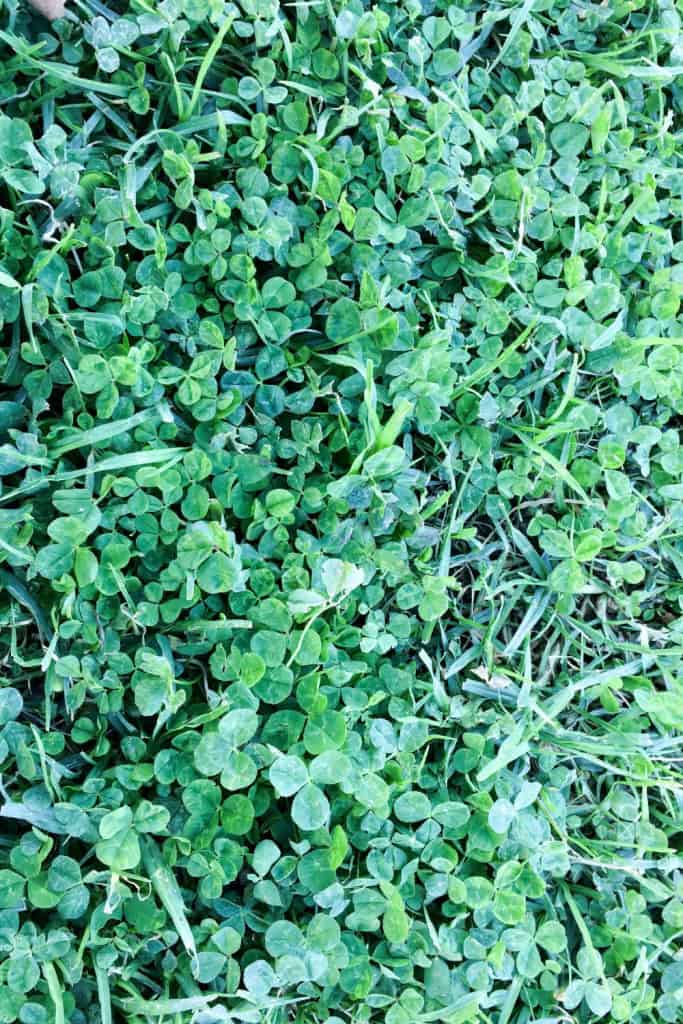 Ideas for Muddy Backyard | Quick DIY, Lasting Results