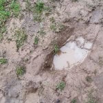 Ideas for Muddy Backyard | Quick DIY, Lasting Results